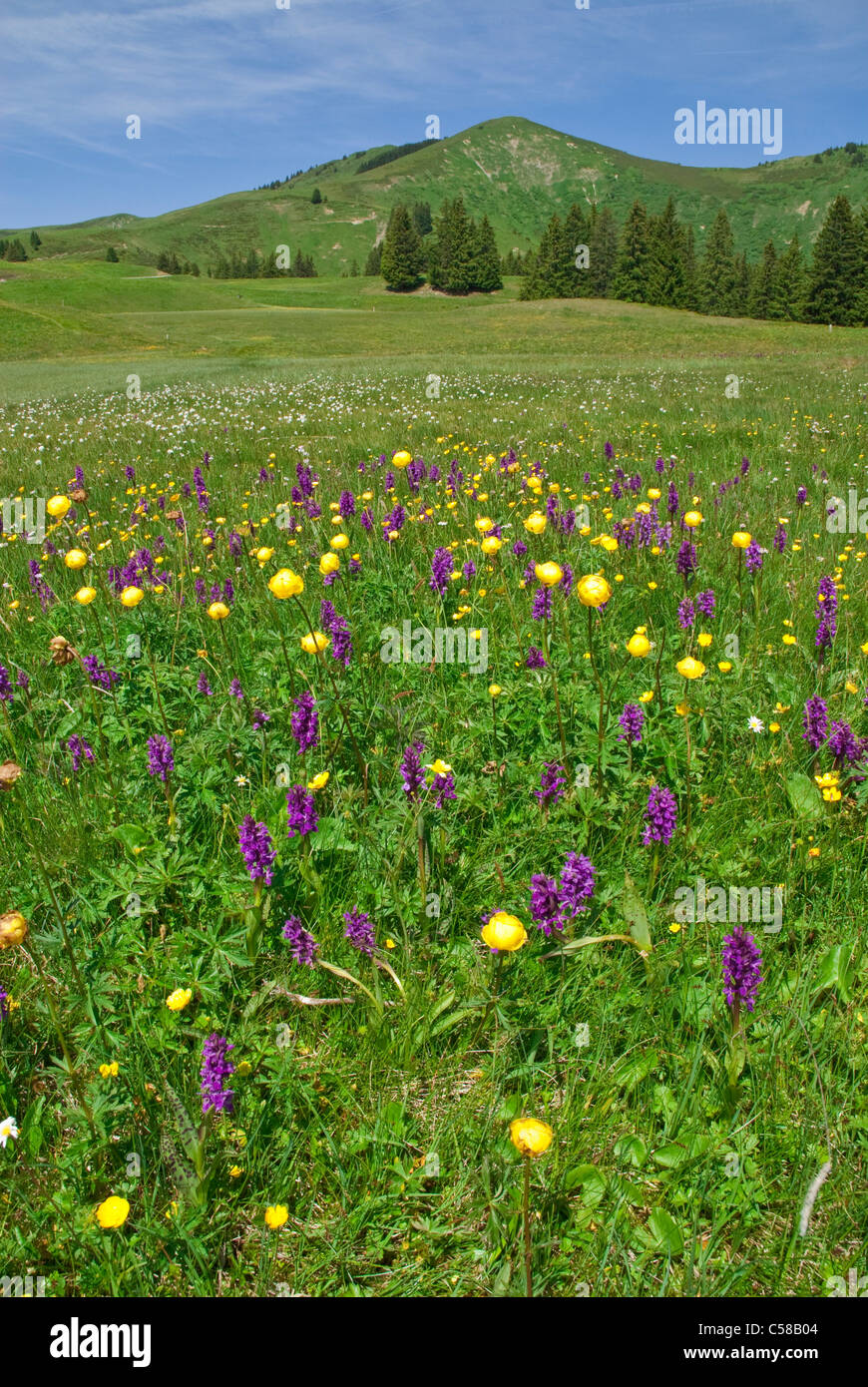 Alps, Ankeballi, mountains, Bern, canton BE, Bernese Oberland, Bern pre-Alps, flower, blossom, flourish, wide-leafy, wide-leaved Stock Photo