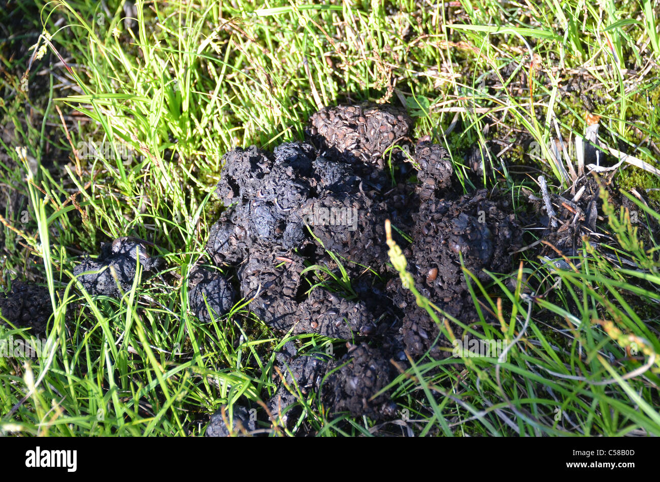 Bear droppings in wilderness as a hint for presents of bears Stock Photo