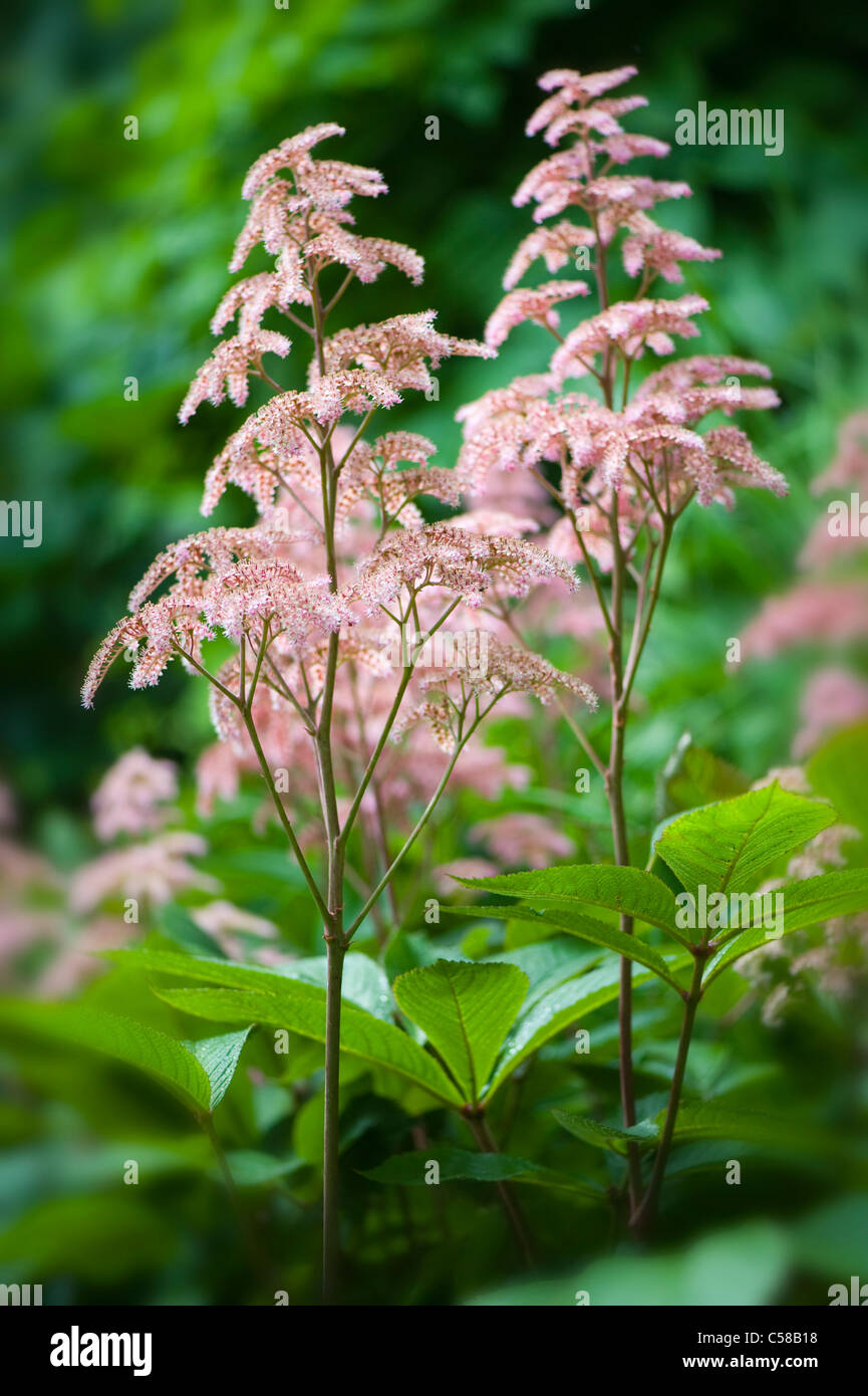 Astilbe pink flowers commonly known as False Goat's Beard, and False Spirea Stock Photo