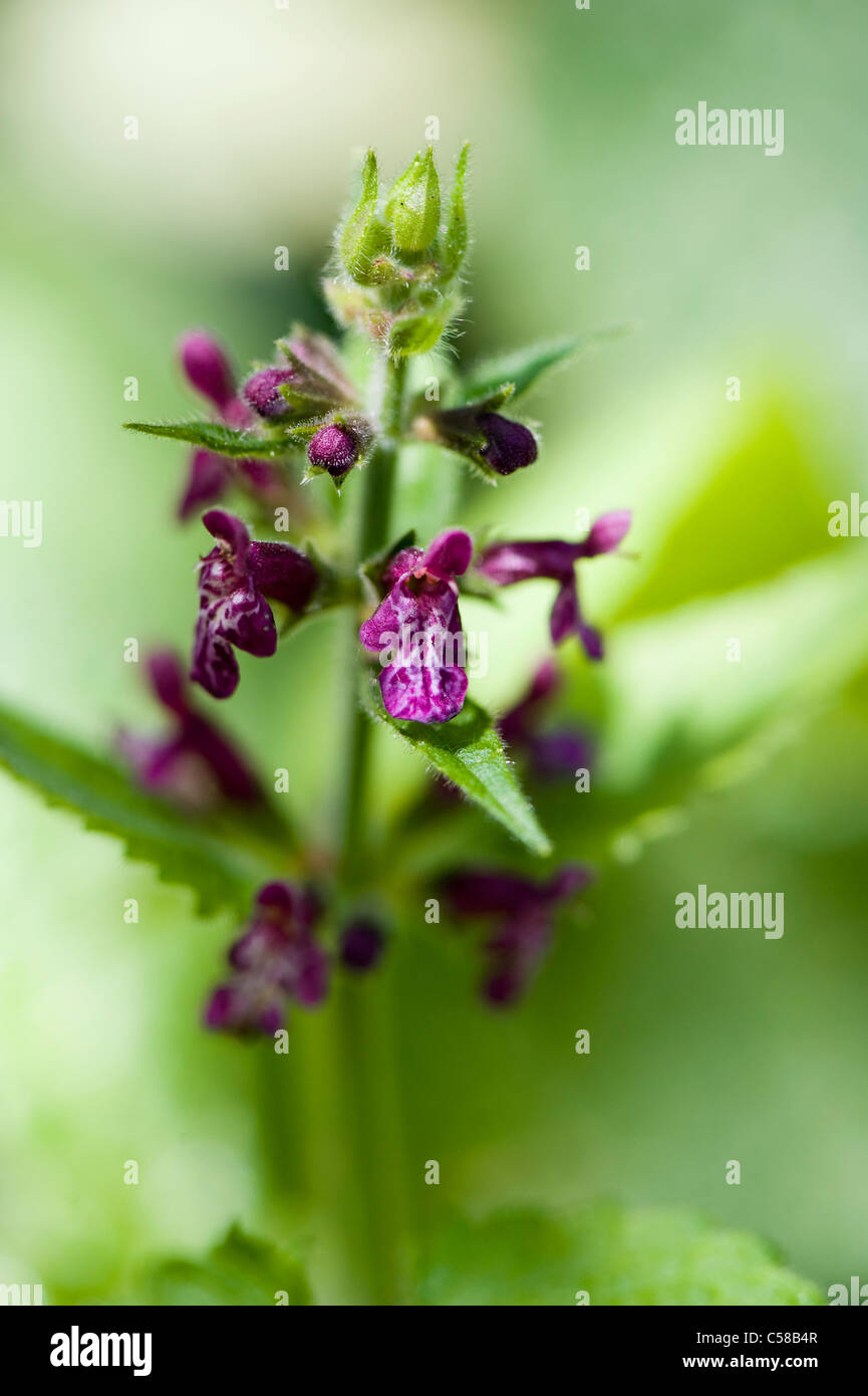 Hedge Woundwort - Stachys sylvatica flowers Stock Photo