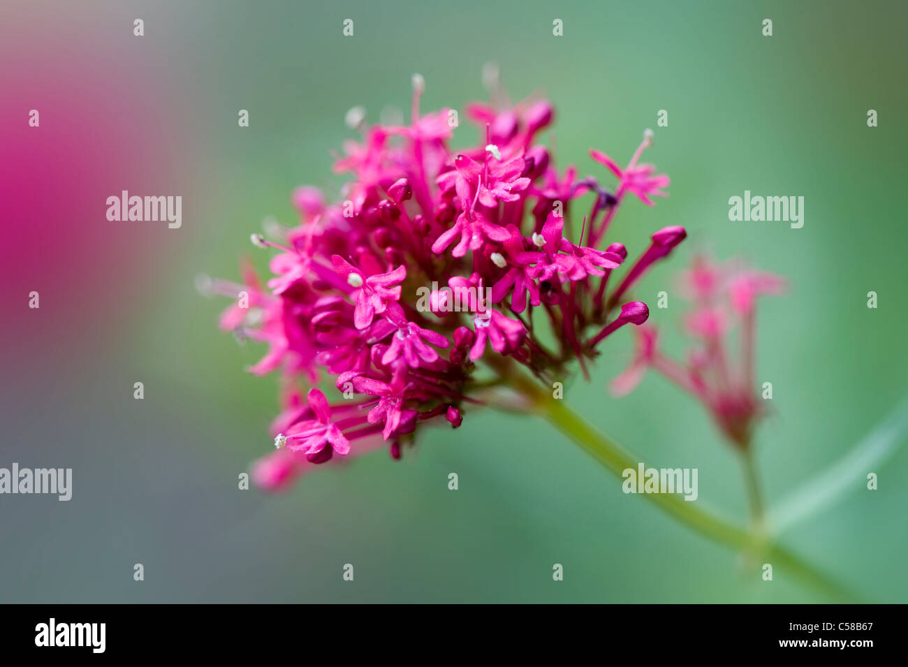 Close-up image of the vibrant Red Valerian summer flowers also known as Centranthus Ruber  or Fox. Stock Photo