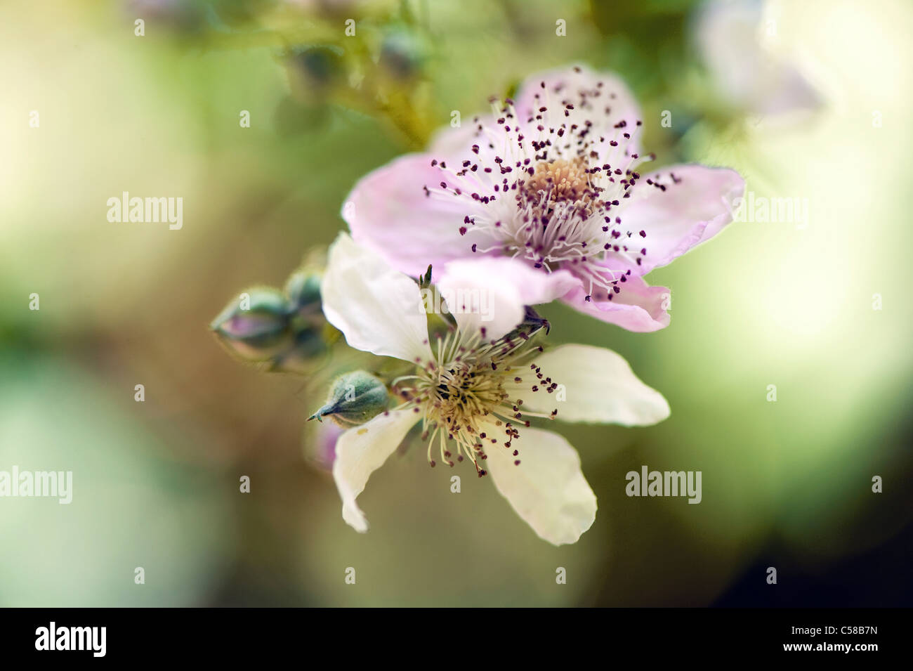 Close-up image of the summer flowering Bramble or Blackberry flowers which can be soft pink or white, taken against a soft background. Stock Photo