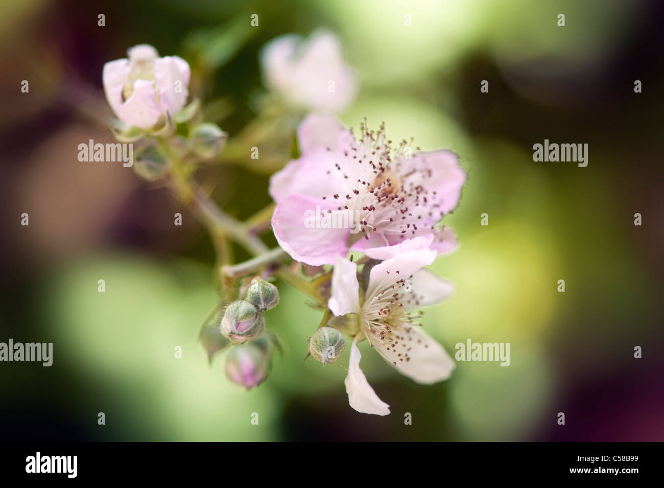 Close-up image of the summer flowering Bramble or Blackberry flowers which can be soft pink or white, taken against a soft background. Stock Photo