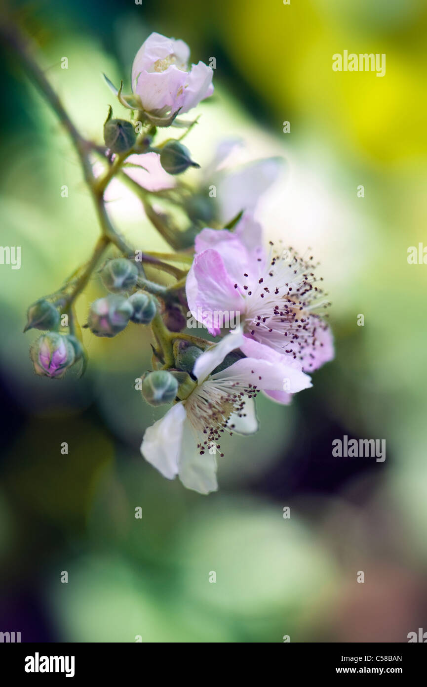 Blackberry flowers hires stock photography and images Alamy