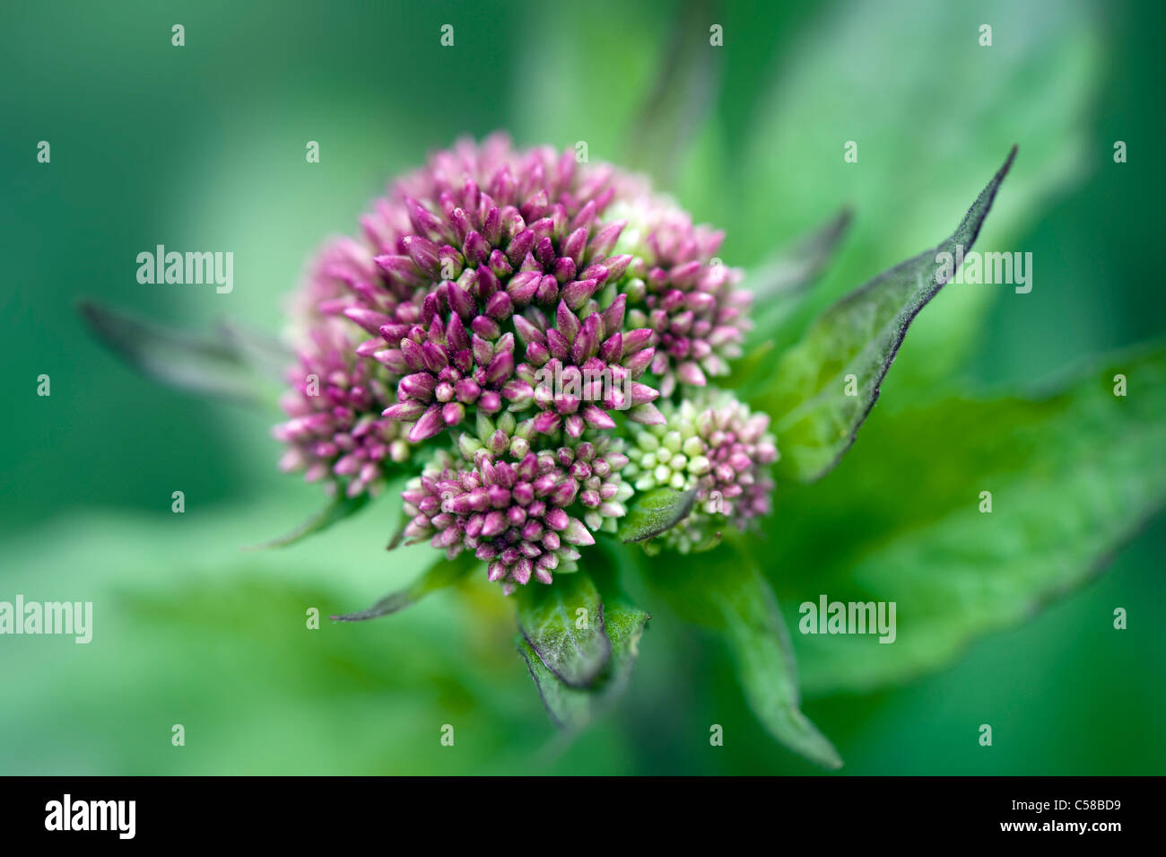 Close-up image of the summer flowering Eupatorium cannabinum pink flowers, also known as Hemp Agrimony or Holy rope. Stock Photo