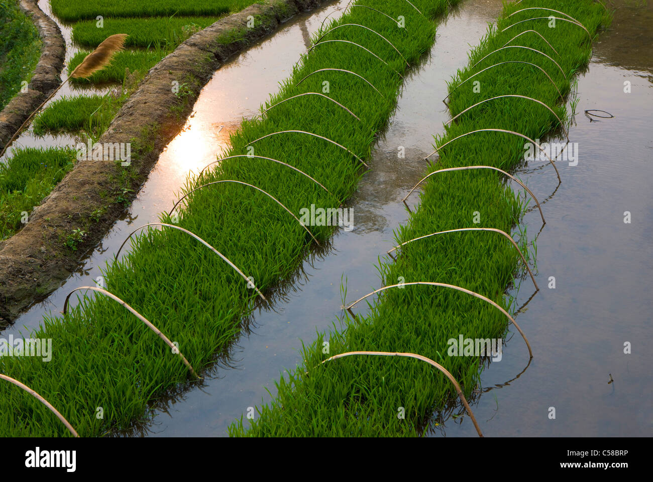 Yuanyang, China, Asia, rice terraces, growing of rice, rice fields, agriculture, water, spring Stock Photo