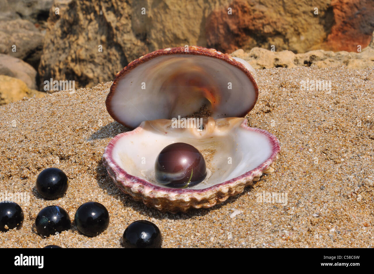 Sea shell inside hi-res stock photography and images - Alamy