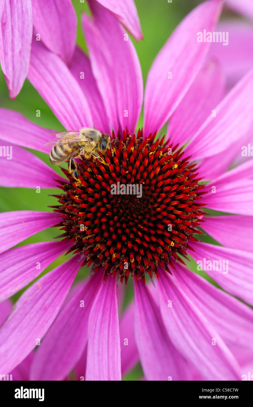 Honeybee feeding on a Echinacea purpurea 'Magnus' coneflower Stock Photo