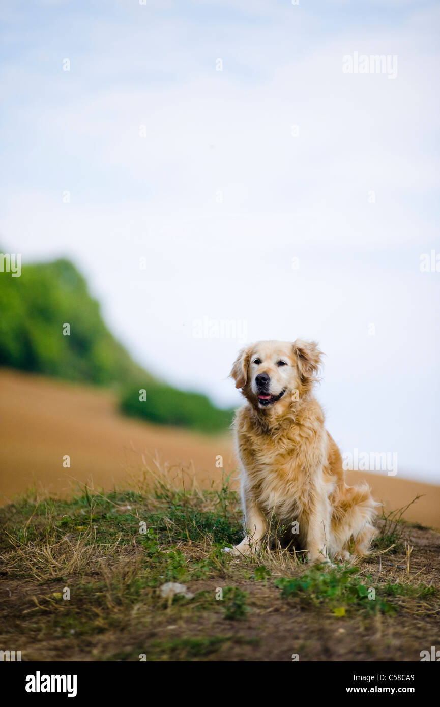 Outdoor portrait of an obedient dog; an elderly female golden retriever. Stock Photo