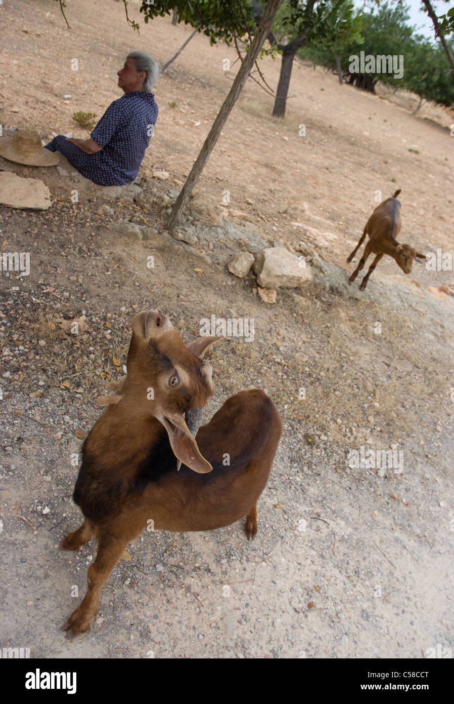 traditional authentic Catalonian goat keeper/herder in saint Agnes , san antonio, ibiza Stock Photo