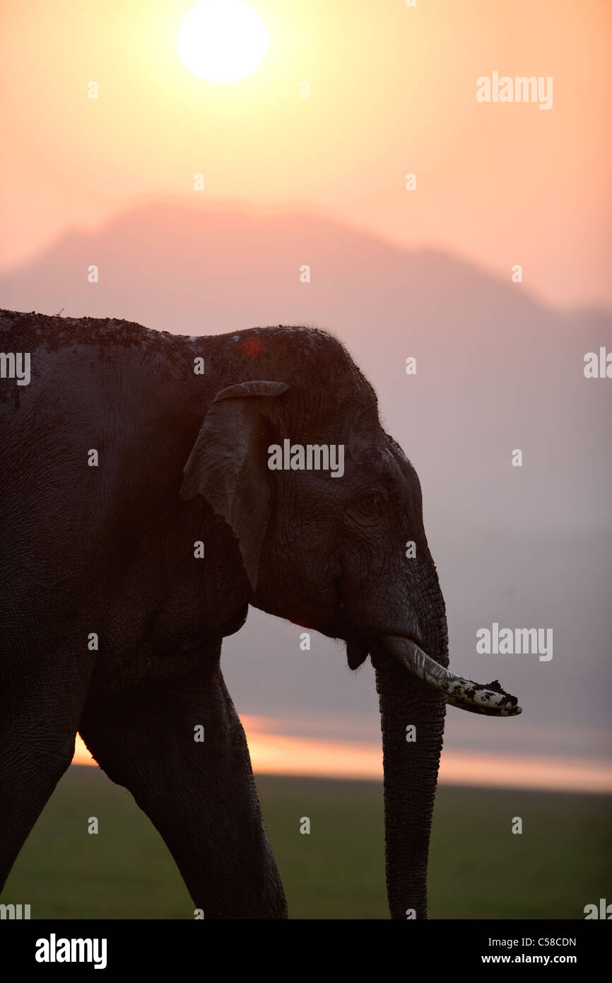 A wild Tusker Elephant against a sunset background at Jim Corbett, India. [ Elephas  maximus ] Stock Photo