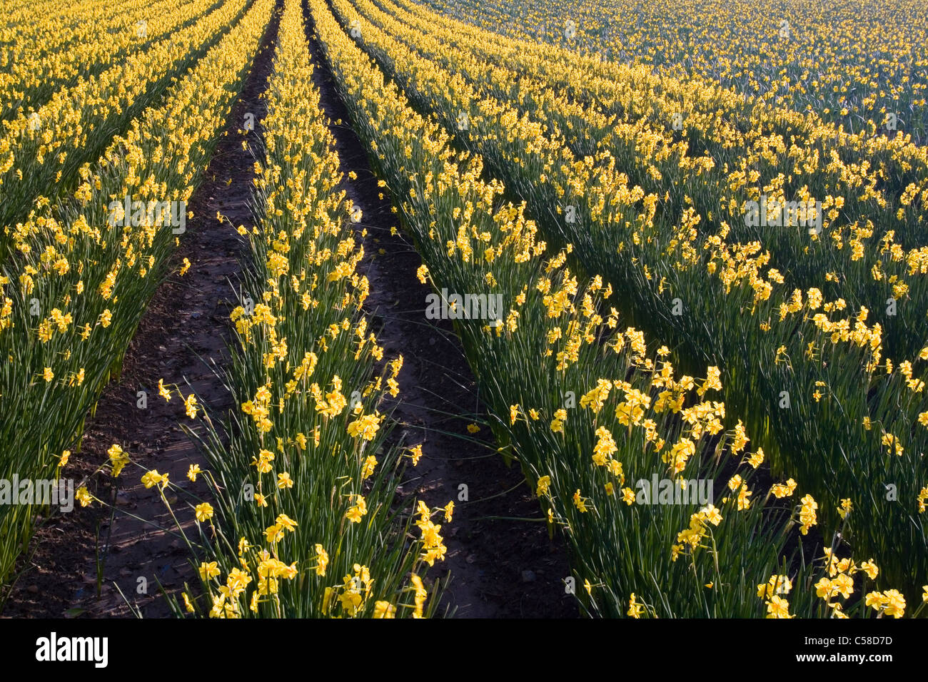 Daffodil field, Cornwall, England Stock Photo Alamy