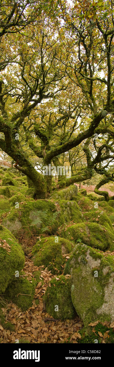 Stunted oak trees hi-res stock photography and images - Alamy