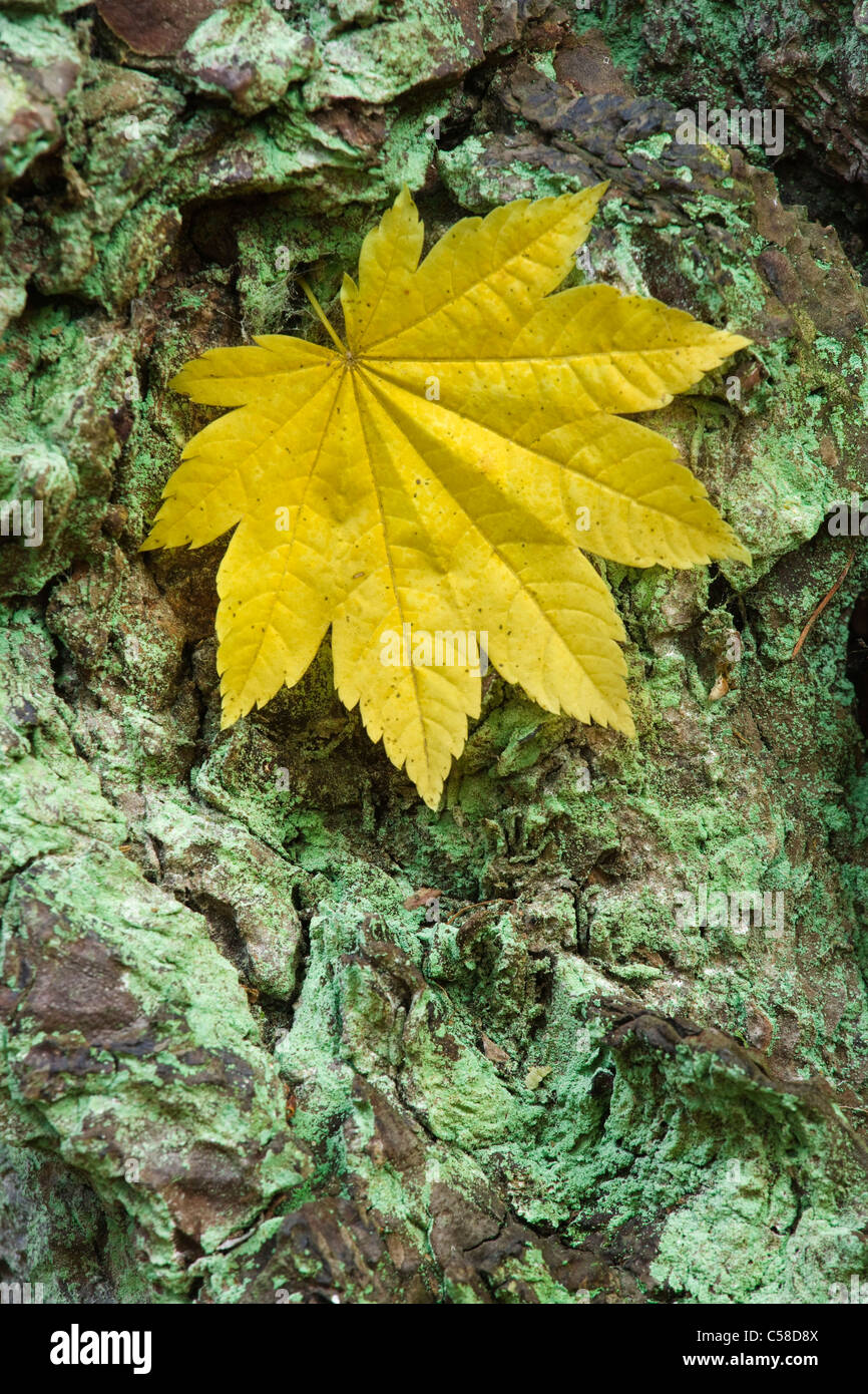 leaf detail, Westonbirt, Gloucestershire Stock Photo