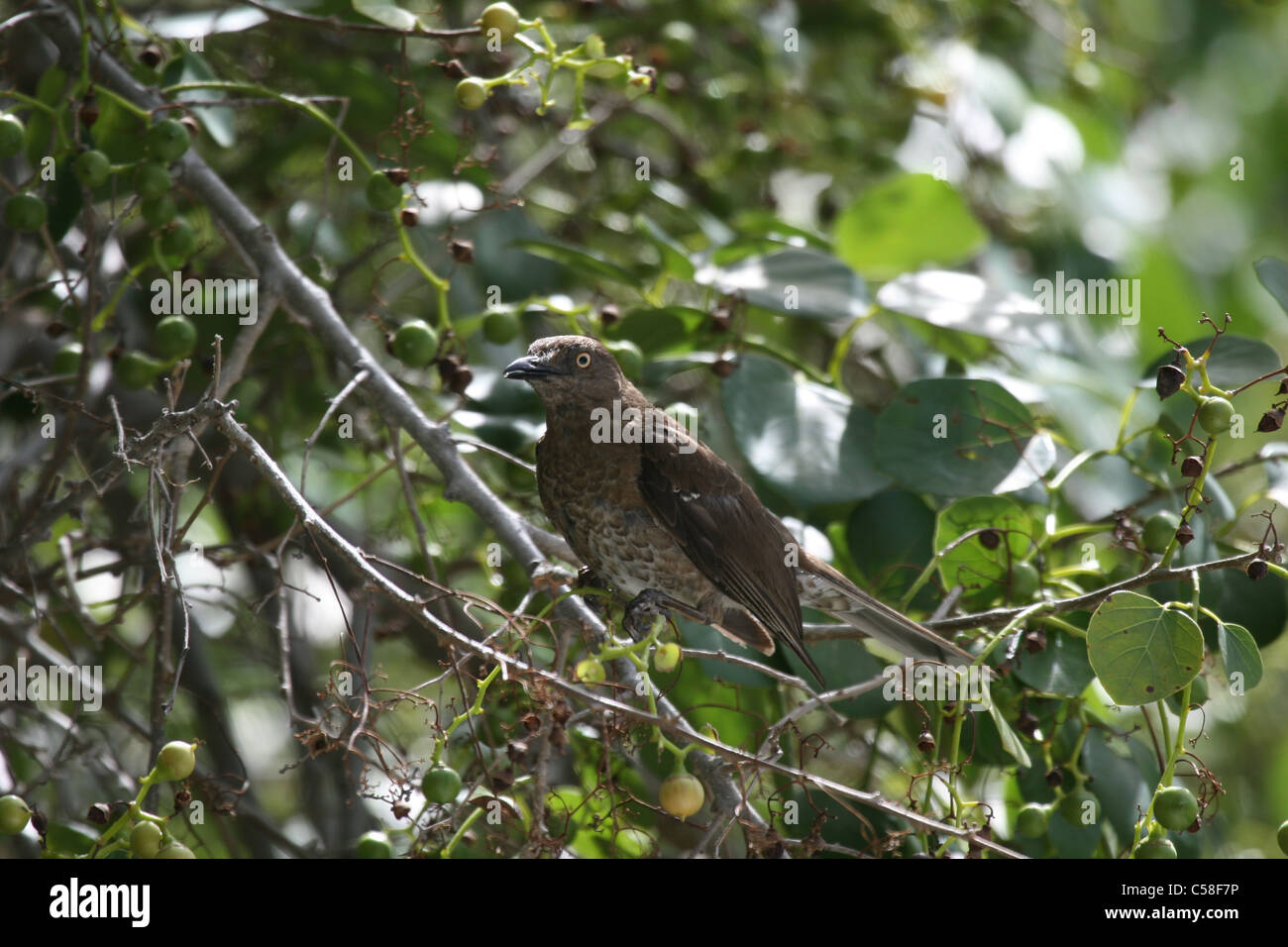 scaly breasted thrasher Stock Photo