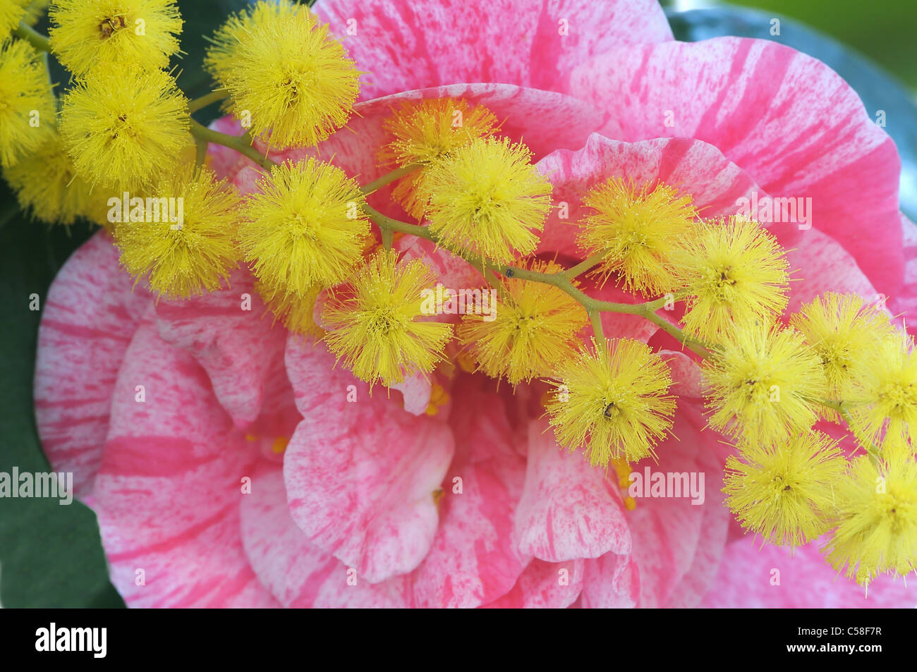 sprig of wattle on a flower variegated camellia Stock Photo