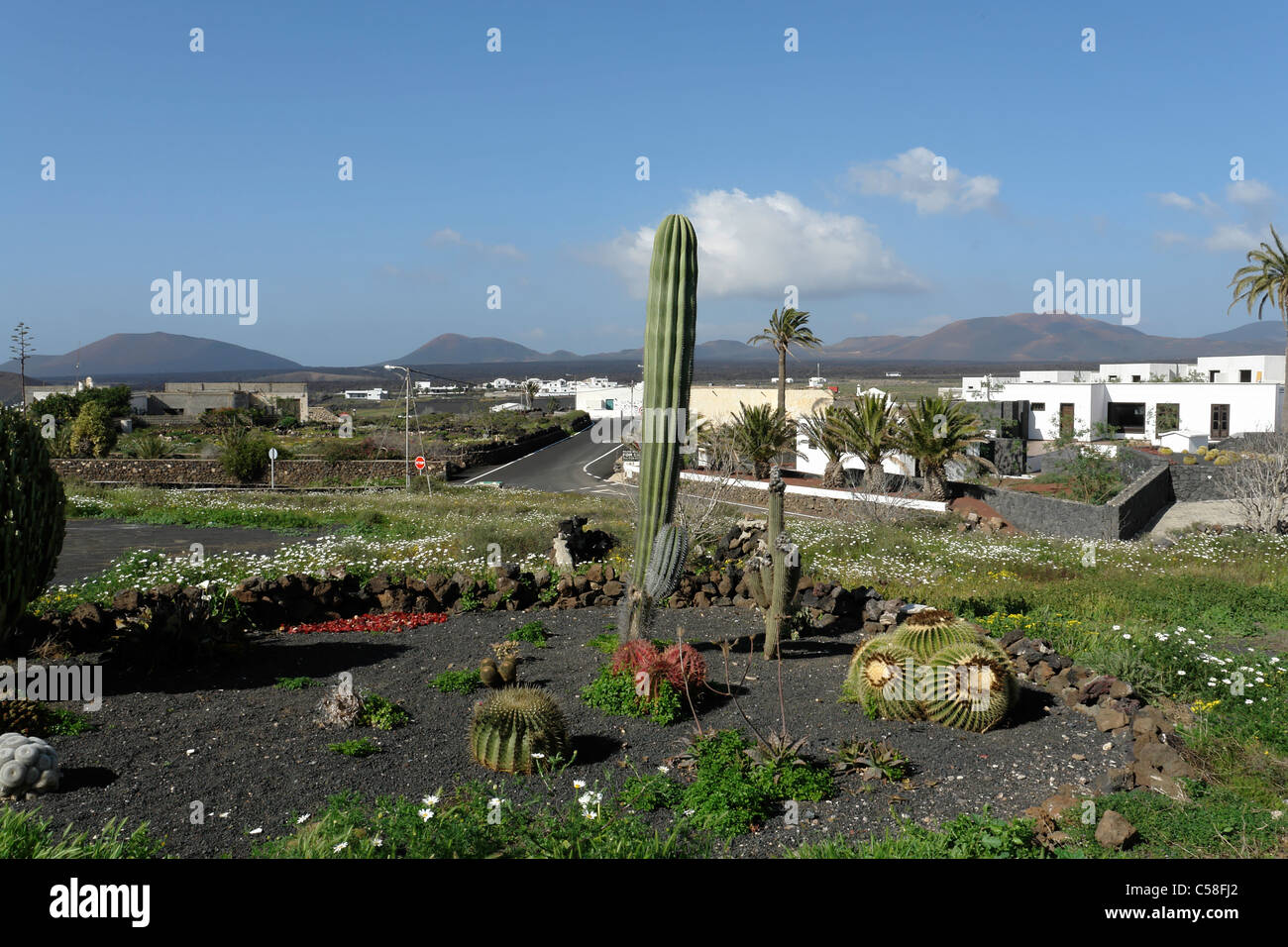 Spain, Lanzarote, Yaiza, local view, typical houses, homes, palms, cactus garden, building, construction, detail, trees, plants, Stock Photo