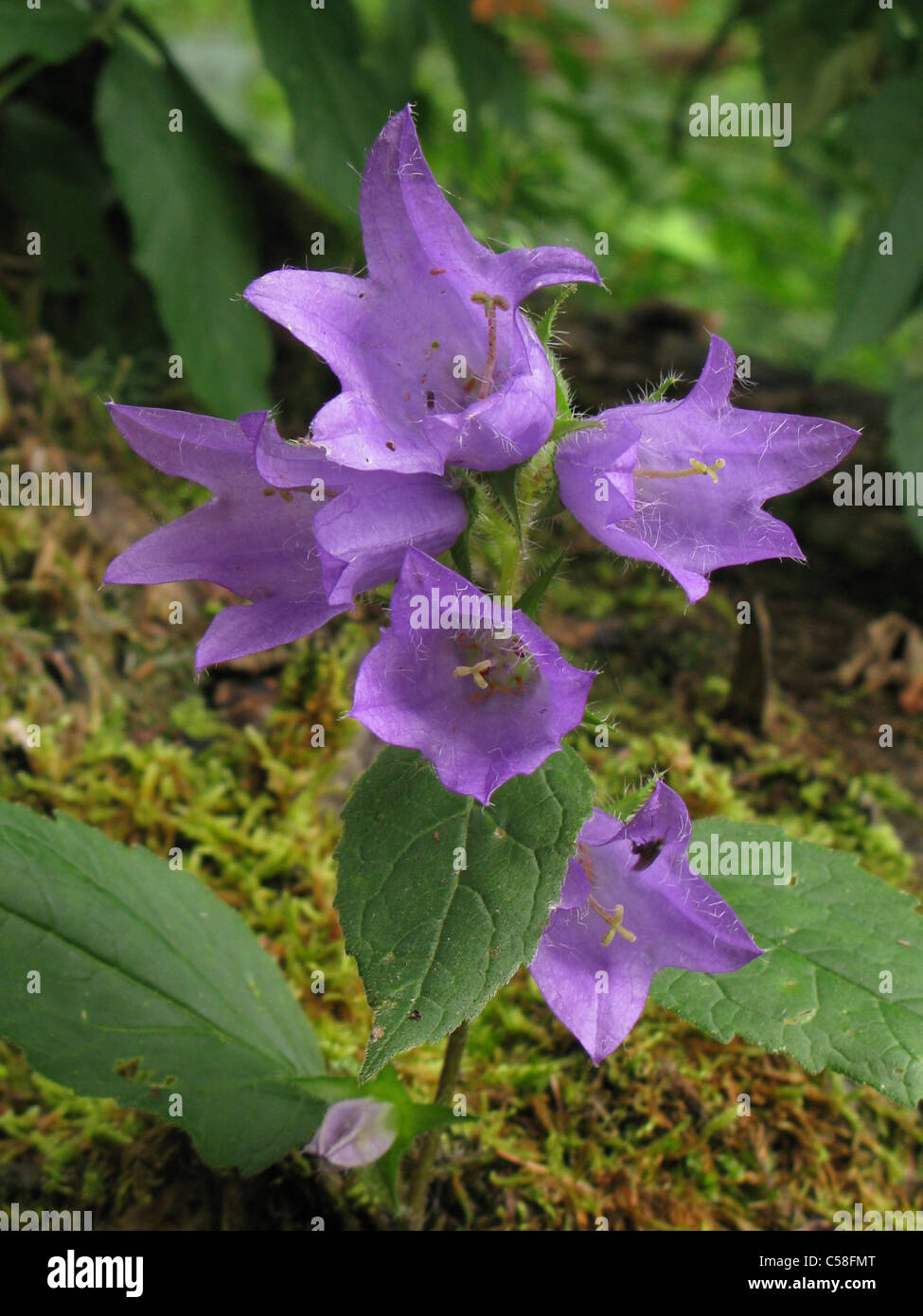 Flowers, plants, bellflower, campanula barbata, Alpine flower, violet Stock Photo