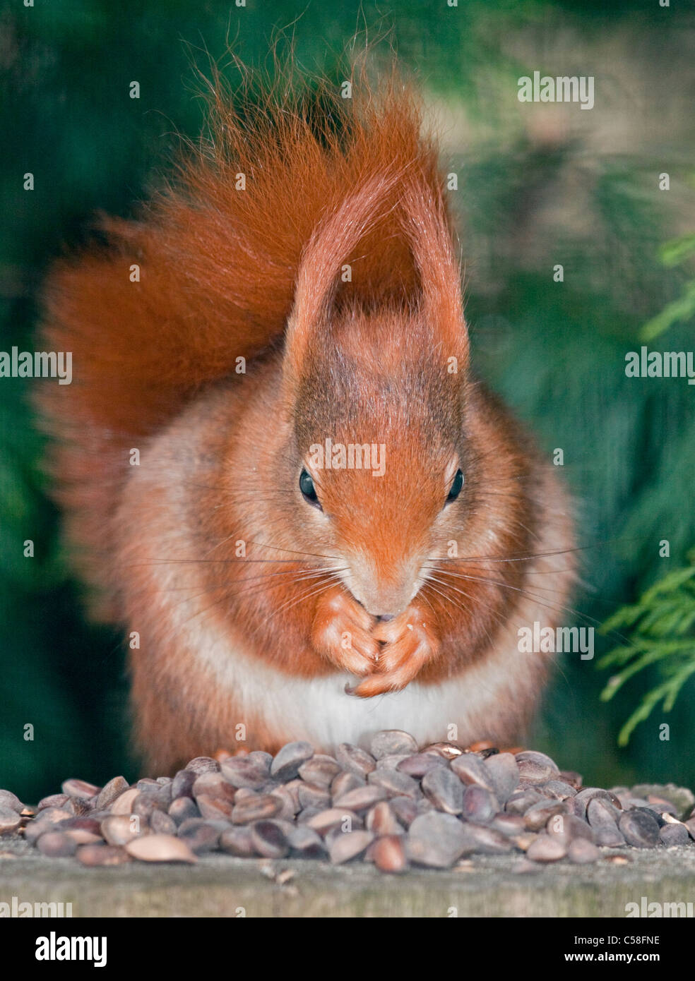 Squirrels Nuts Stock Photos & Squirrels Nuts Stock Images Alamy