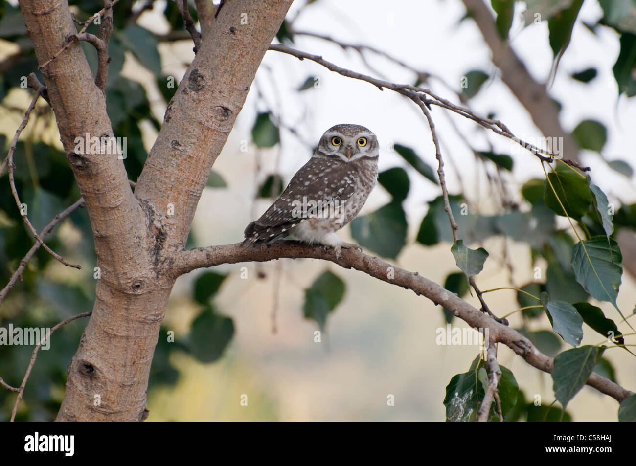 A local owl of Punjab, Pakistan resting on a tree branch with bright yellow eyes. Stock Photo