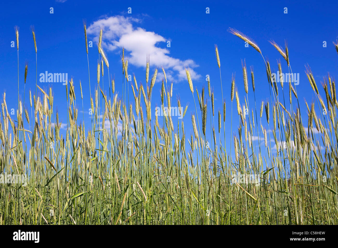 Nature, grass, plant, sky, blade of grass, meadow, blue, green Stock Photo Alamy