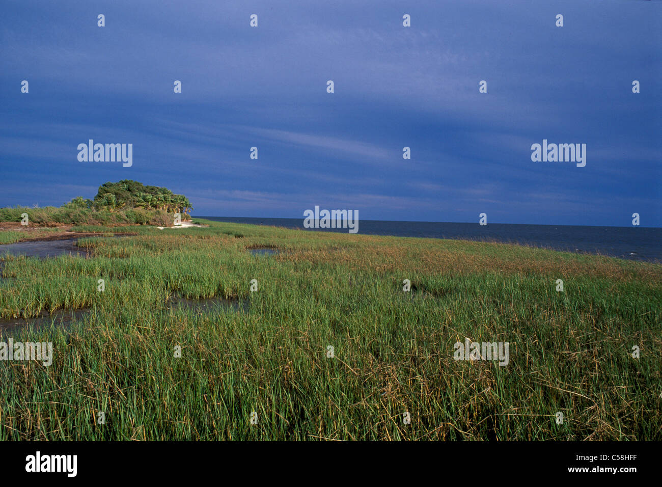 Marshland, storm, Gulf Coast, St. Marks, National Wildlife Refuge, Florida, USA, United States, America, reed, Nature Stock Photo