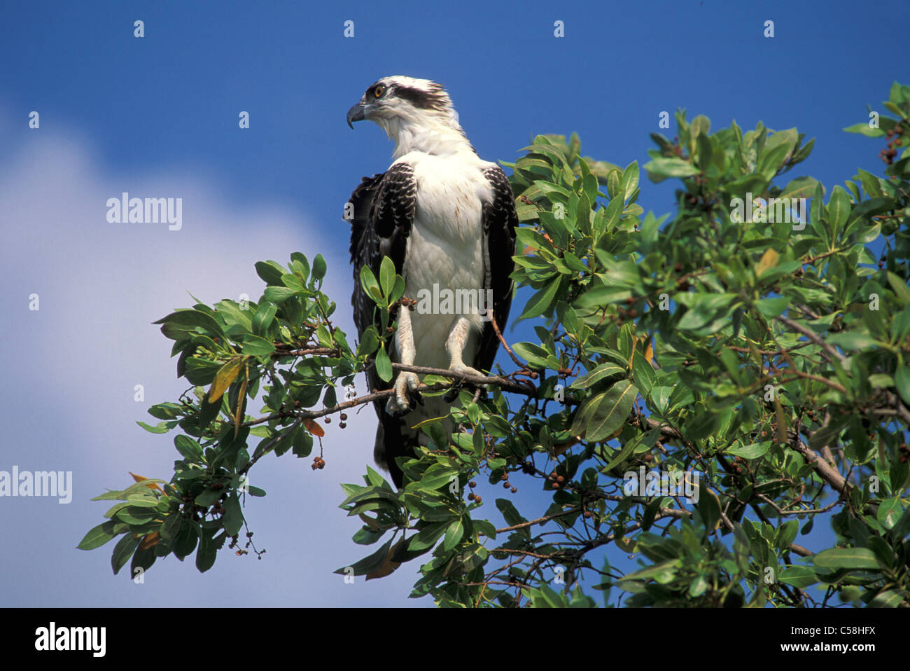 Osprey, Florida, USA, United States, America, bird, branch, nature, animal Stock Photo