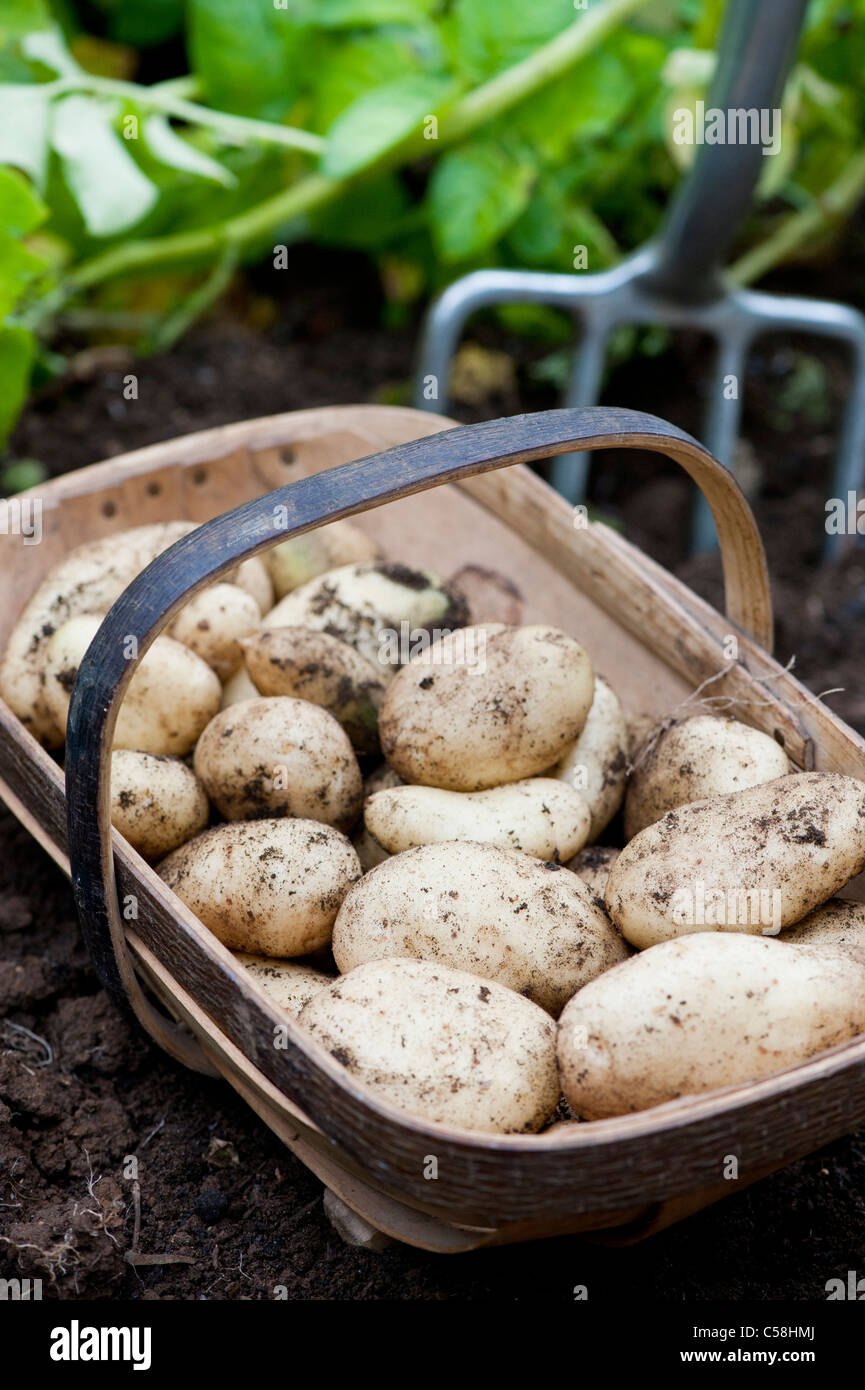 Potatoes 'Sharpes Express' in a wooden trug Stock Photo