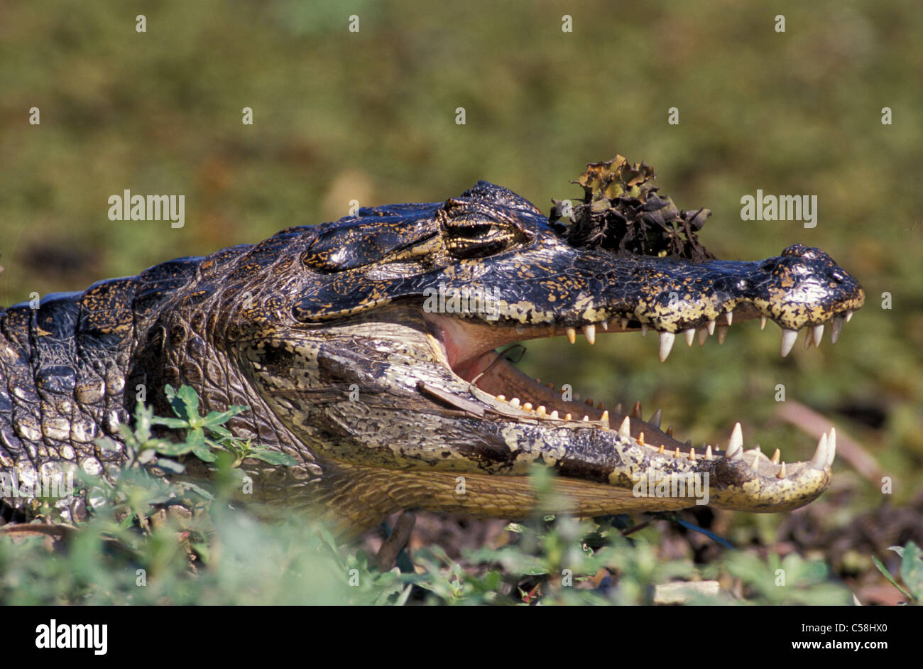 Caiman, crocodile, animal, Caiman, crocodile, animal, crocodilus ...