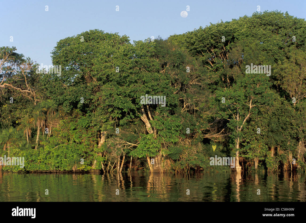 Along Rio Negro Amazon River Basin Manaus Brazil South America River Tropical Forest Stock Photo Alamy