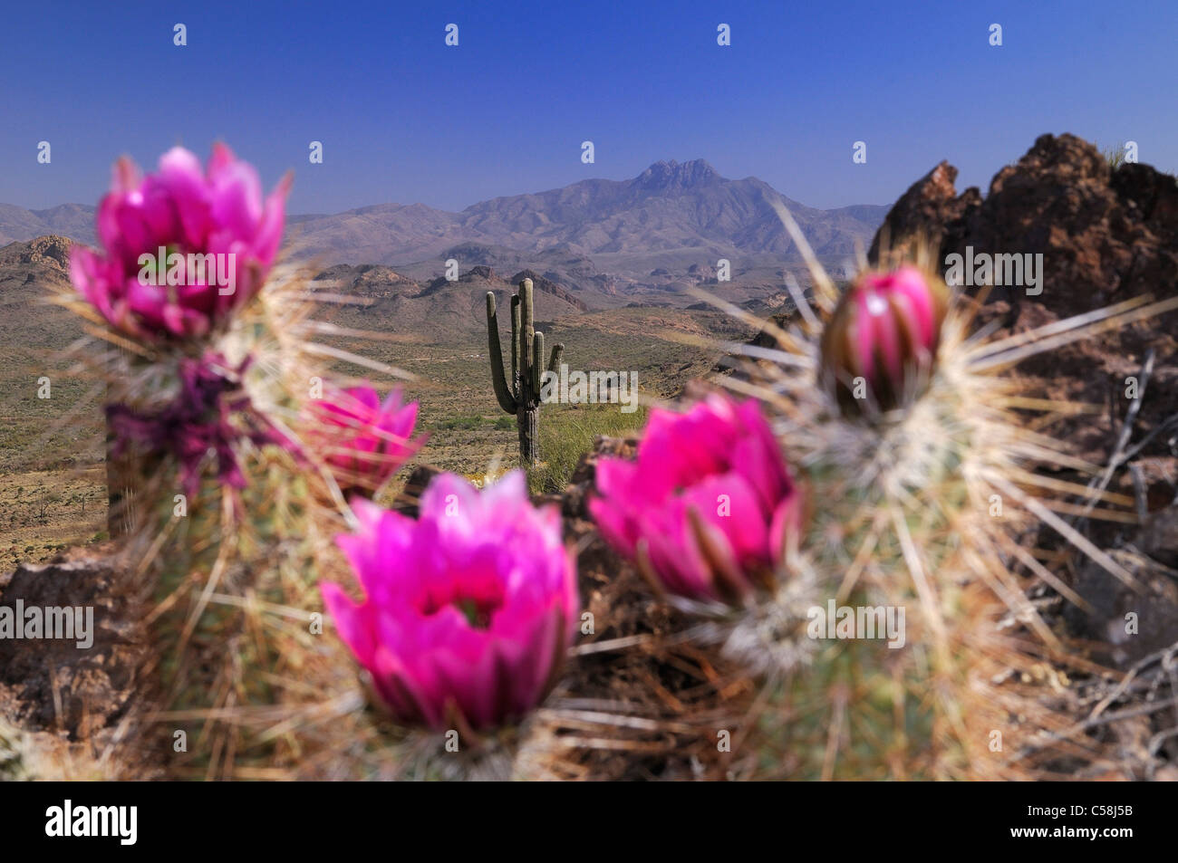 Cactus, flowers, Lost Dutchman, State Park, Apache Junction, USA, United States, America, plant Stock Photo