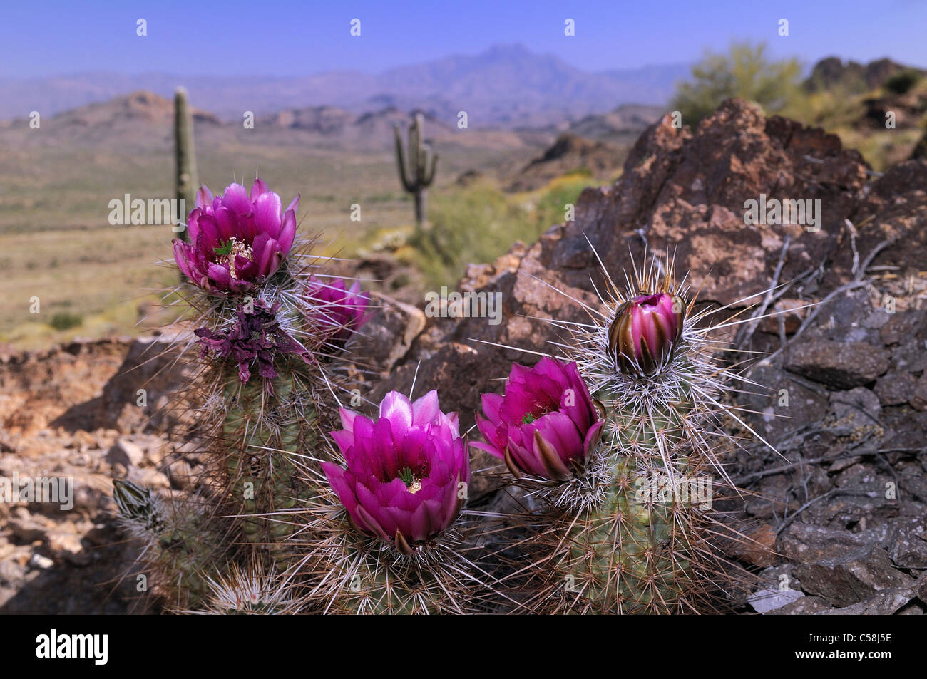 Cactus, flowers, Lost Dutchman, State Park, Apache Junction, USA