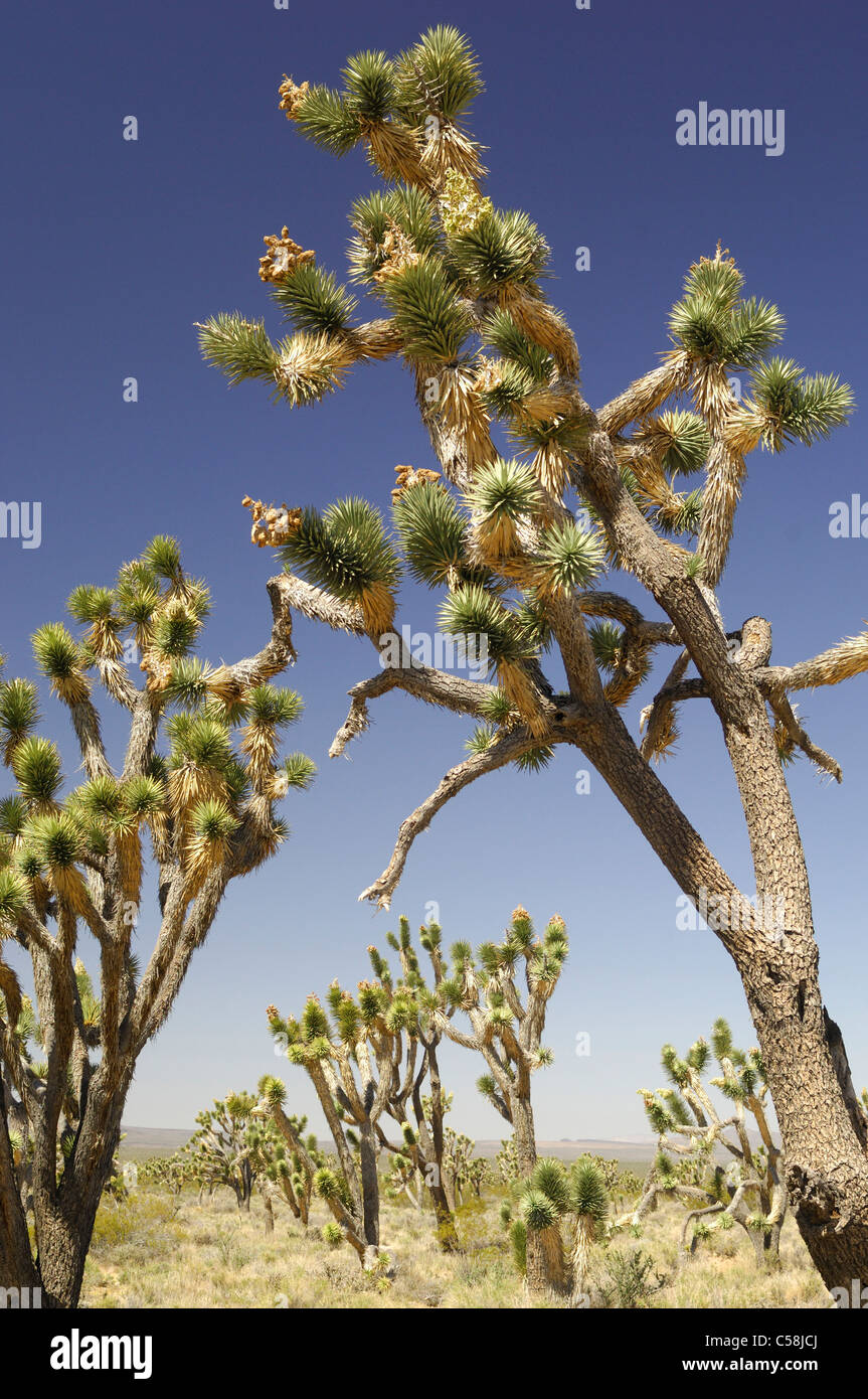 Joshua Tree, Yucca brevifolia, Mojave, National Preserve, California, USA, United States, America, plants Stock Photo