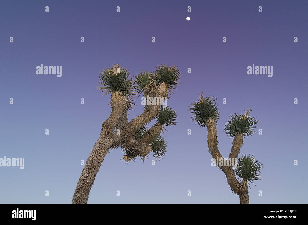 Full moon, Joshua Trees, Joshua Tree, National Park, California, USA