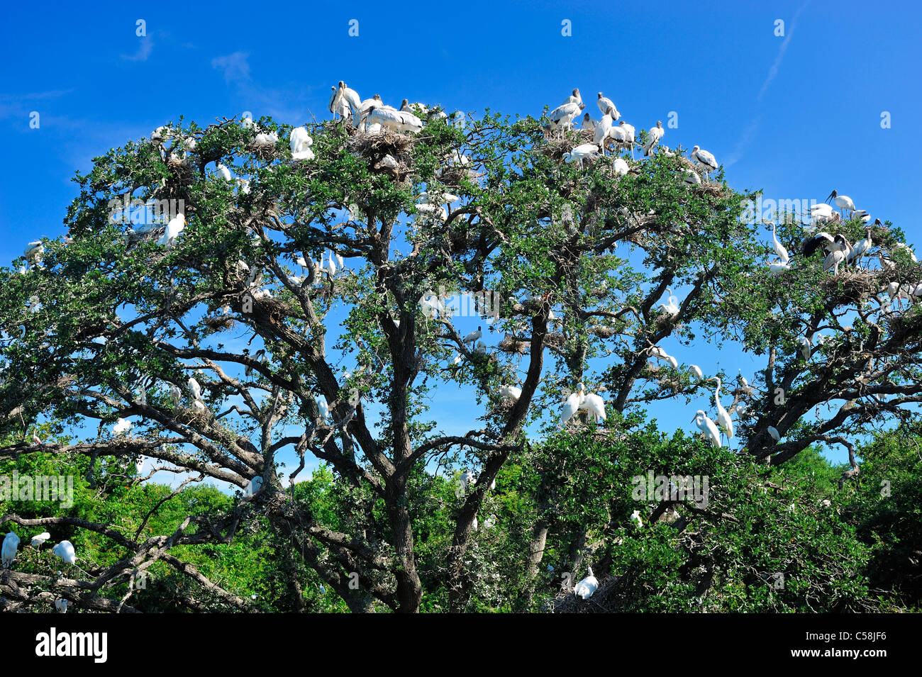 Birds, Tree, Alligator Farm, Zoological Park, St. Augustine, Florida, USA, United States, America, Stock Photo
