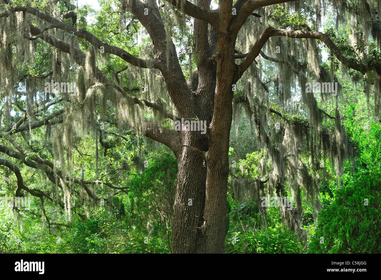 Spanish Moss High Resolution Stock Photography and Images Alamy