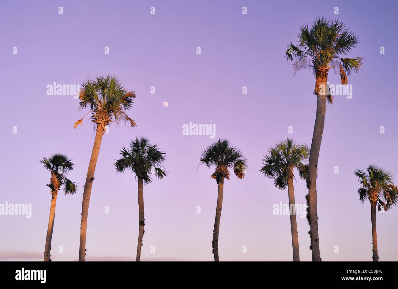 Palm Trees, Bayport Park, Pine Island, near Spring Hill, Florida, USA, United States, America, dusk Stock Photo