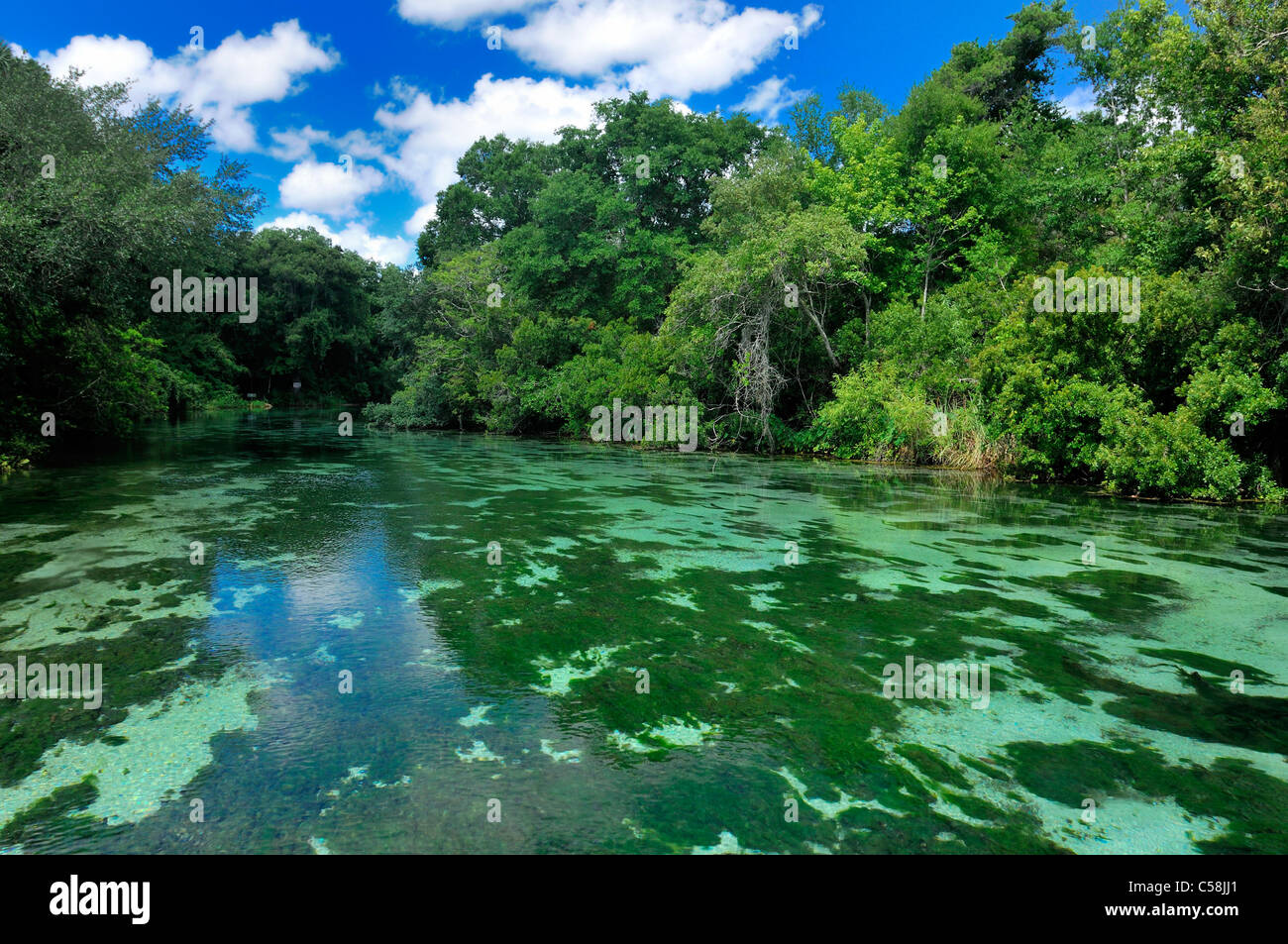 Weeki Wachee River, Weeki Wachee Springs, State Park, Weeki Wachee, Florida, USA, United States, America, water, green, trees Stock Photo