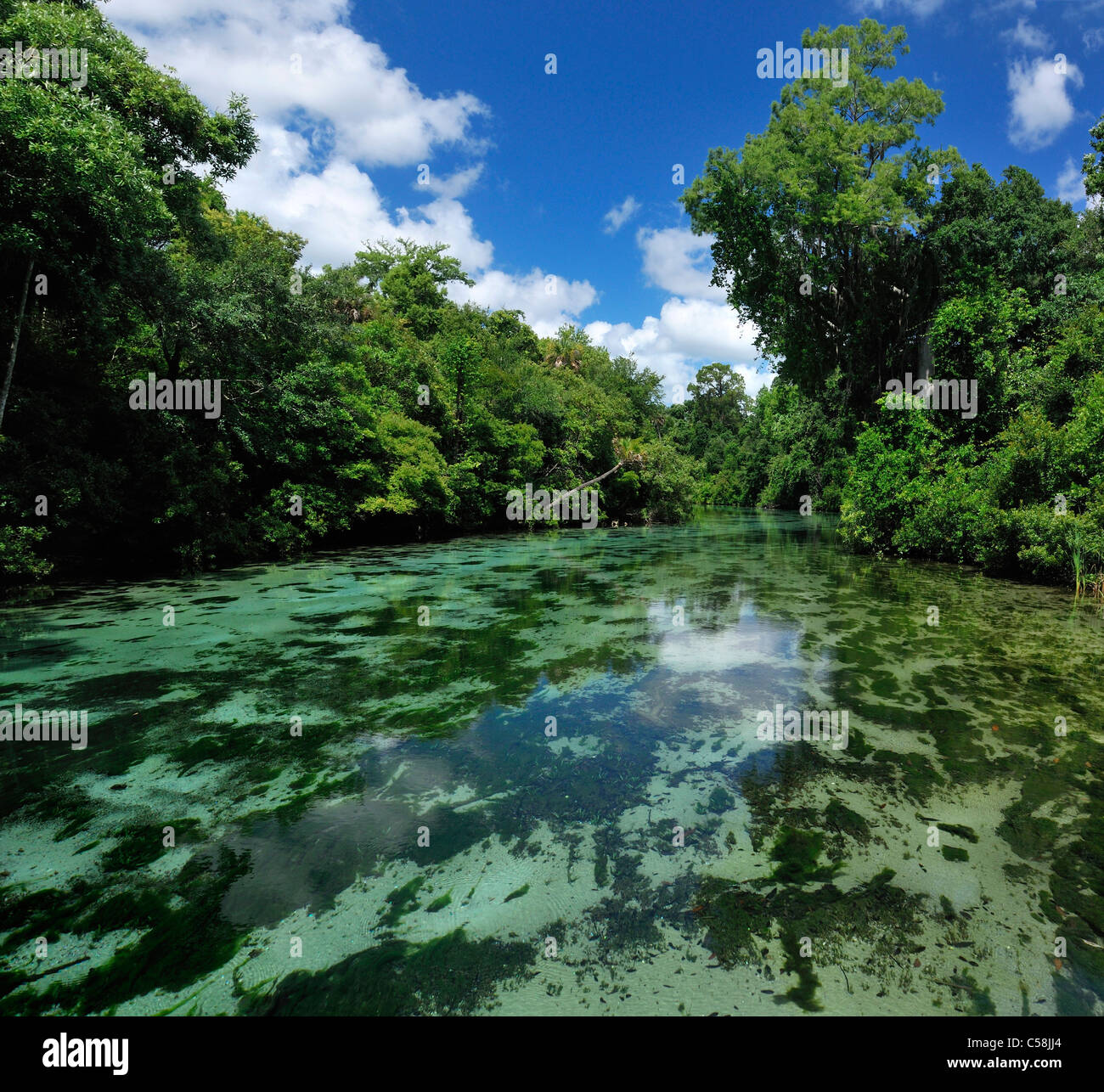 Weeki Wachee River, Weeki Wachee Springs, State Park, Weeki Wachee