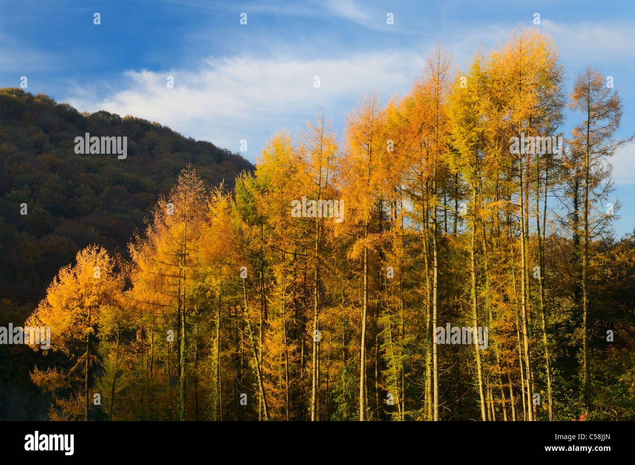 Autumn colours of deciduous Pine trees at Barbadoes Hill, Tintern in