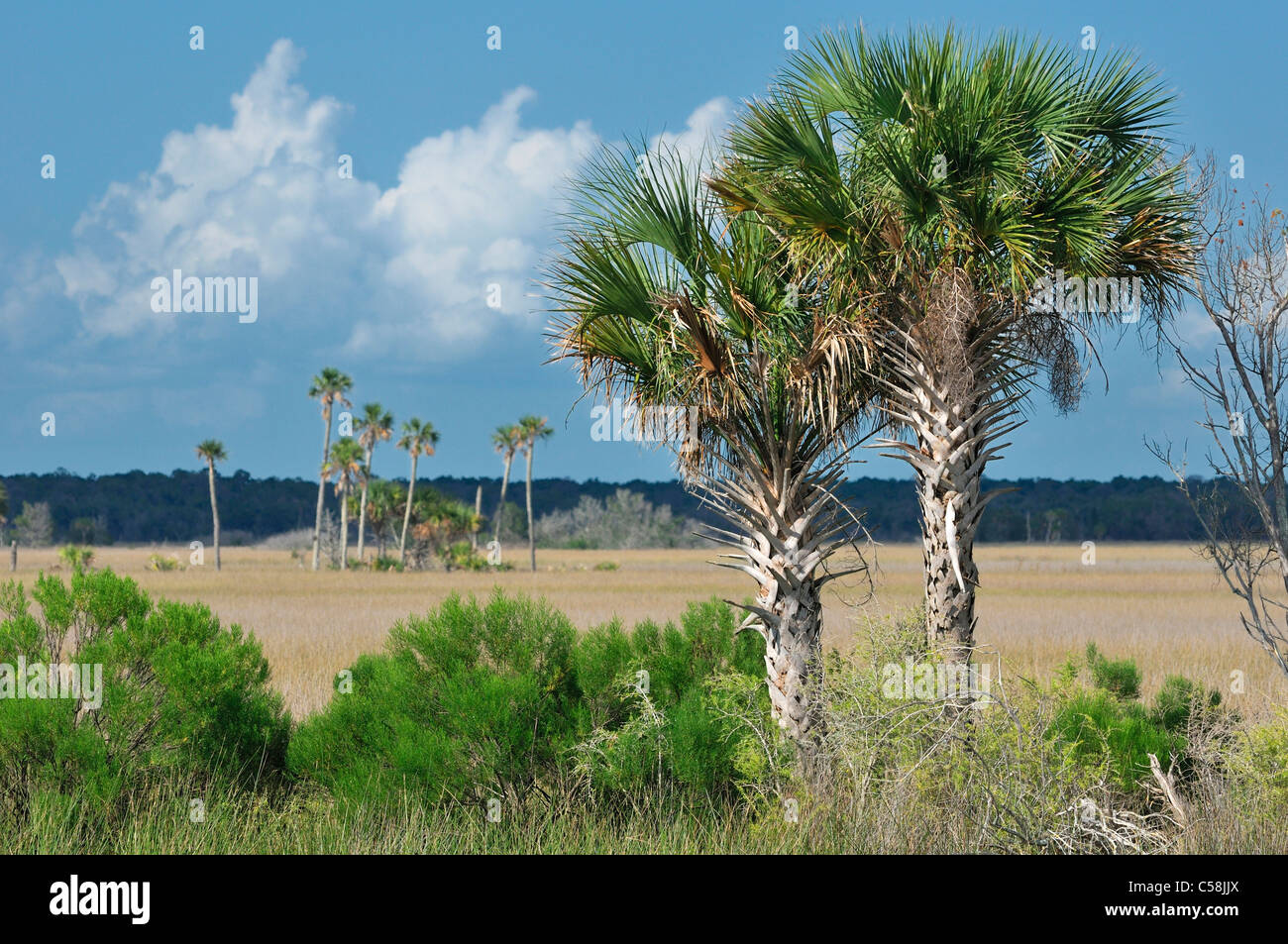 Swampy Landscape, Alfred A. Mc Kethan, Pine Island Park, near Spring Hill, Florida, USA, United States, America, trees Stock Photo