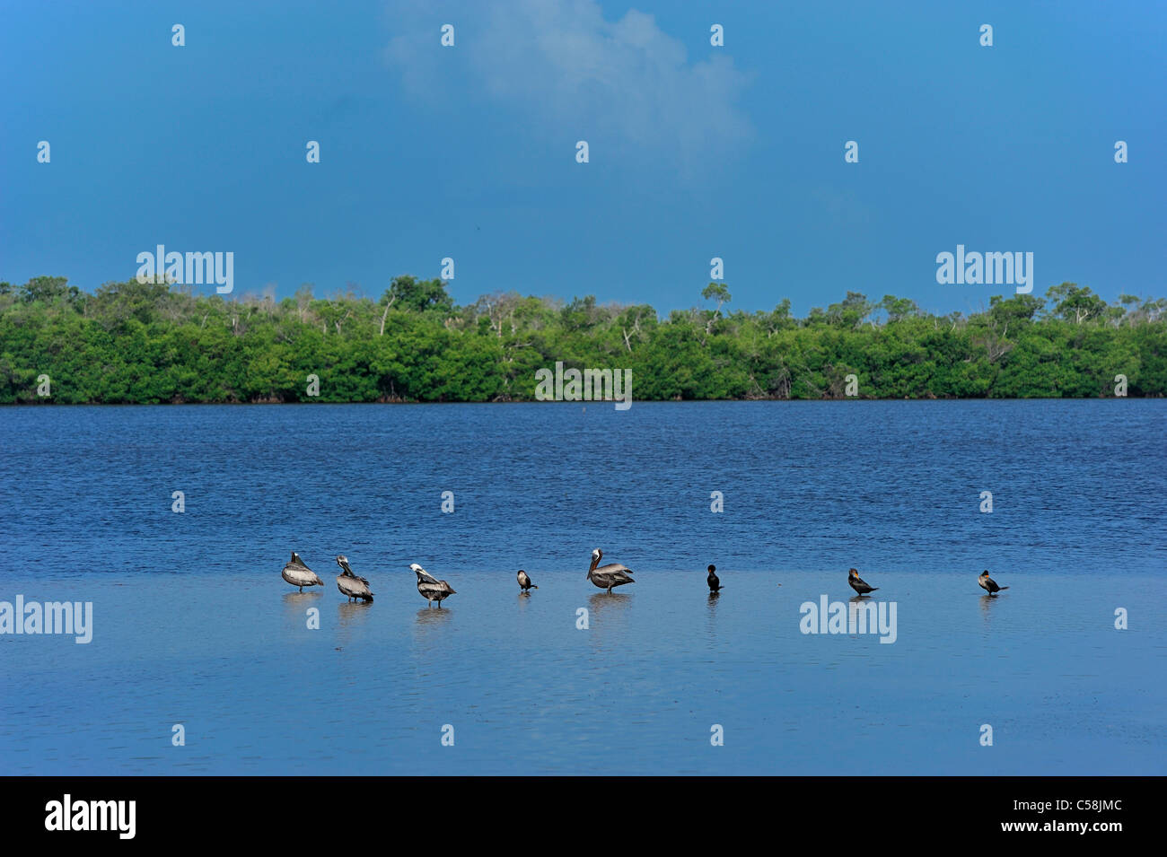 Ducks, J. N. Ding Darling, National Wildlife Refuge, water, trees Stock Photo