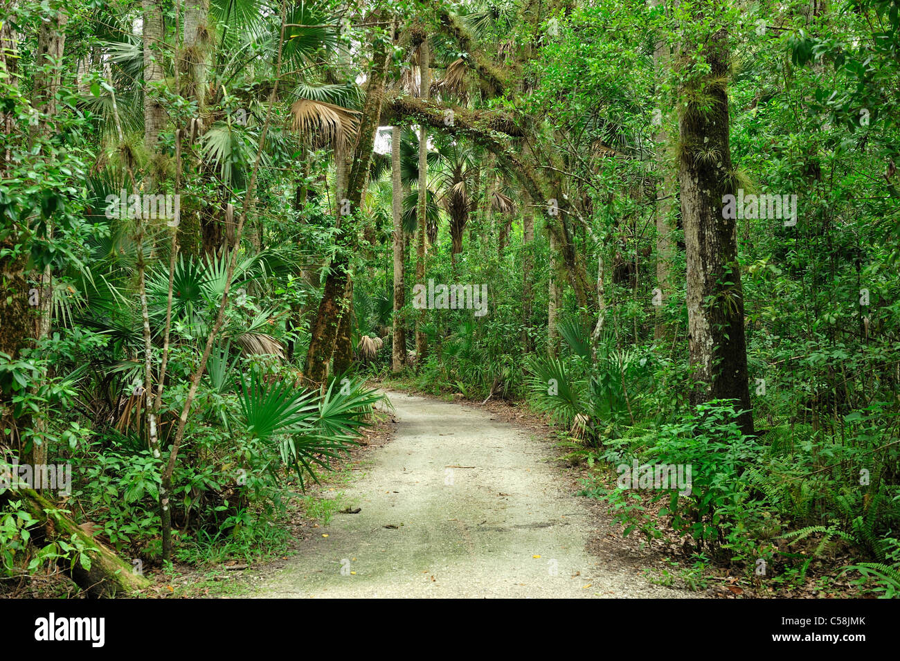 trail, forest, Caloosahatchee, Regional Park, near Fort Myers, Florida, USA, United States, America, Stock Photo