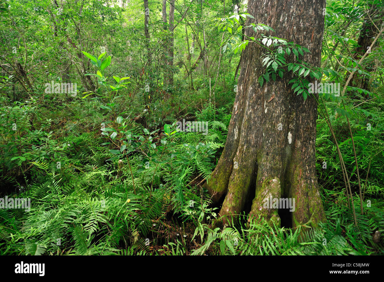 Swamp, Corkscrew Swamp, Sanctuary, near Fort Myers, Florida, USA, United States, America, tree Stock Photo