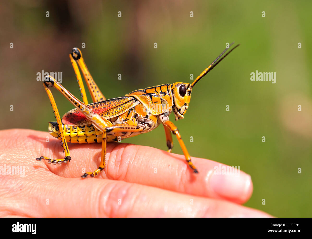 Lubber Grasshopper, hand, insect, Florida, USA, United States, America, Stock Photo