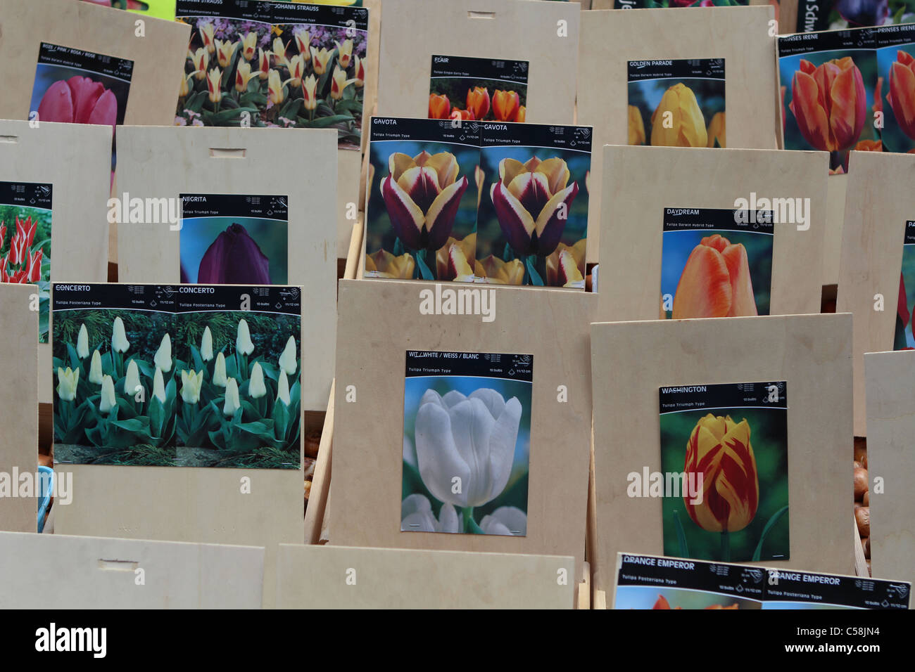 Packed tulip bulbs for sale at Flower Market in Amsterdam Stock Photo