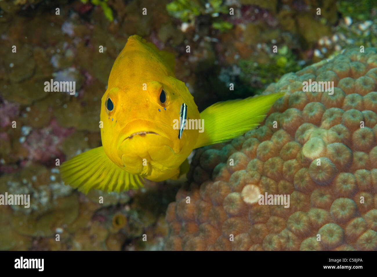 A Yellow Phase Coney with a Cleaning Goby on a reef in Little Cayman. Stock Photo