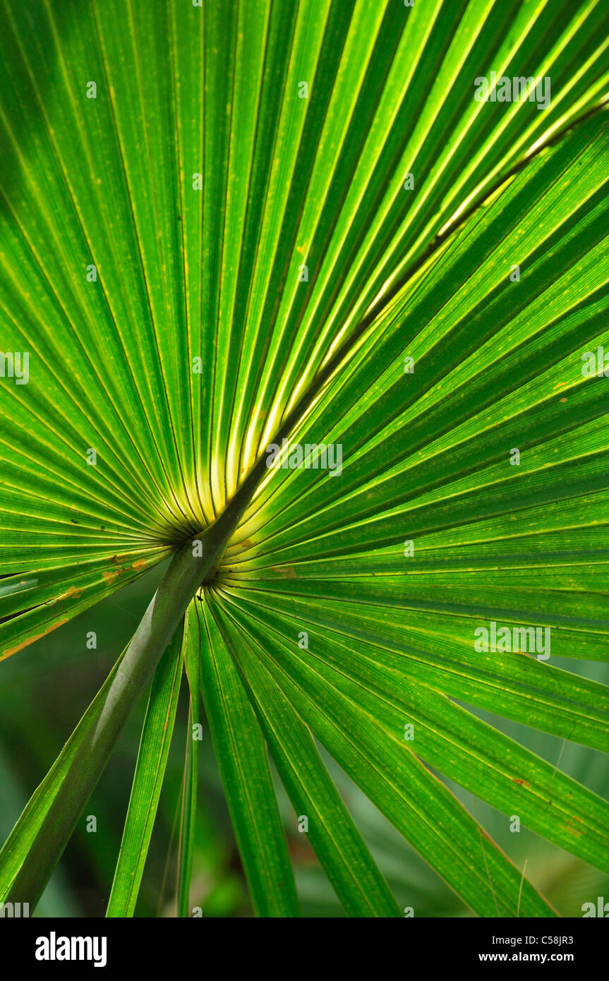 Palm, leaf, Ah-Tah-Thi-Ki- Museum, Big Cypress Seminole Indian Reservation, Florida, USA, United States, America, green Stock Photo