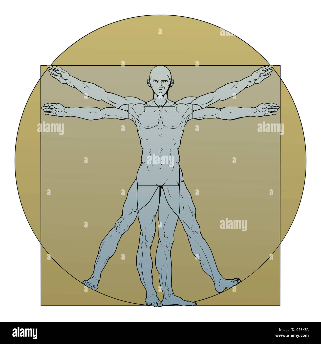 Illustration based on Leonardo da Vinci's classic Vitruvian man Stock Photo