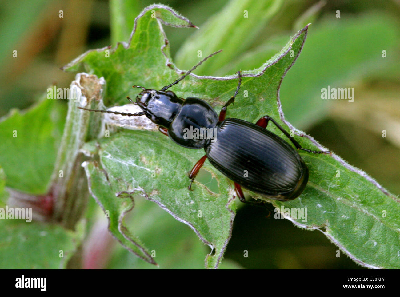 Red-legged Black Clock Beetle, Pterostichus madidus var. concinnus, Carabinae, Carabidae, Coleoptera. Stock Photo
